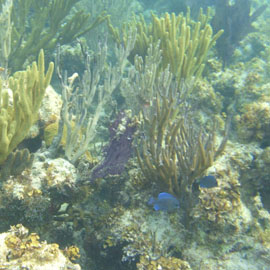 See the underwater wild life